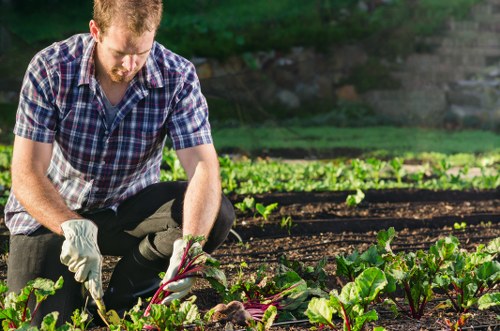 A gardener wearing a checked shirt and protective gloves is kneeling on the soil in a cultivated garden area near Brompton, tending to a bed of leafy green vegetables. The garden layout includes neatly maintained rows of plants with dark, rich soil between them, and a low stone wall or border is visible in the background, along with lush greenery and shrubs. The scene is outdoors under natural daylight, suggesting a clear and bright day, with the focus on the gardener's careful maintenance of the vegetable plants. This setting exemplifies professional gardening practices in an urban or semi-urban environment, reflecting the services provided by Gardener Brompton for outdoor garden care and vegetable patch management.